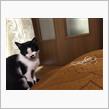 実家の猫、再び。