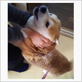 モフり初め。