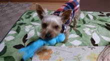 １月３日、オヤスミ🌙✨❄なちゃーい😪🐶