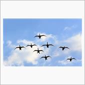 白鳥さん飛来・・・☆