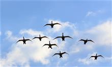 白鳥さん飛来・・・☆