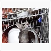 元旦ベイビー♪　（猫ブログ）