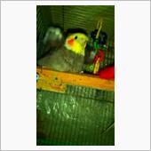 インコも温泉で気持ちイイ？( ...