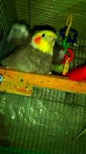 インコも温泉で気持ちイイ？(￣▽￣;)インコのりのり乗り気やったお風呂。