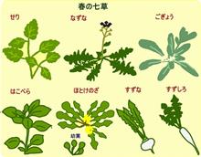 春の七草 春の七草
