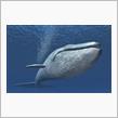 Z4シロナガスクジラw