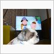 燃費報告（ワゴンR)とテレビと犬