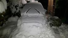 雪の中から発掘完了。