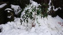 １月９日、おはようございます👋😃⛄