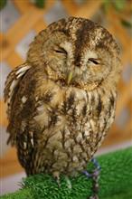 瞬時にフクロウを区別する男