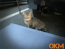 大陸製ULコット｡｡｡(^◇^;)