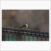地元SS公園で、鳥撮り散歩