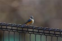 地元SS公園で、鳥撮り散歩