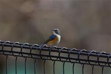 地元SS公園で、鳥撮り散歩 