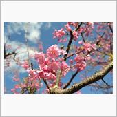 伊豆散歩♪ 桜の時期が近づい ...