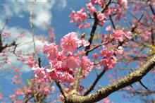 伊豆散歩♪ 桜の時期が近づいてきました(^^♪ 伊豆散歩♪ 桜の時期が近づいてきました(^^♪