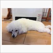 ヒーター犬ブラン🐩 対   ...