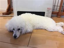 ヒーター犬ブラン🐩 対  冬将軍