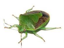 カメムシを食べたことがないので(笑)