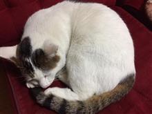 ねこ ねこ