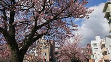 熱海の早咲き桜
