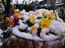 雪が積もりました