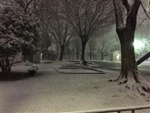 おおっ雪😵