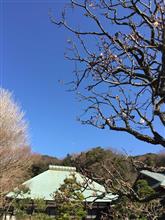 もう咲いてる