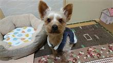 １月１４日、オヤスミ⛄ですなちゃーい😪🐶