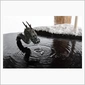 凍った滝