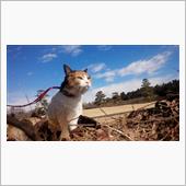 みかん狩り