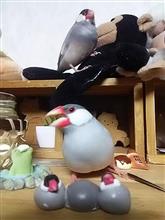 文鳥のいる生活