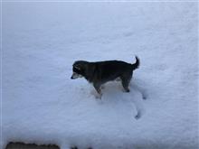 初雪が積もった朝