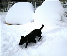 明日車が出られるように雪かきです・・・・（＾＾；