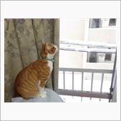 凄い雪でしたねぇ