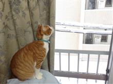 凄い雪でしたねぇ