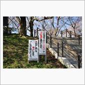 桜と菜の花、権現堂桜堤　(2 ...