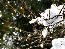 大雪の中・・・