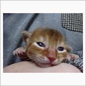 魔法使い！？　(猫ブログ)