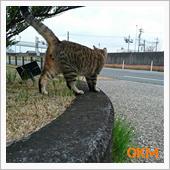 深追いはシないに限る｡｡｡( ...