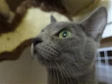 遺伝子検査の結果! (猫ブログ) 遺伝子検査の結果! (猫ブログ)