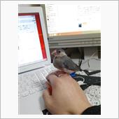 手乗り文鳥