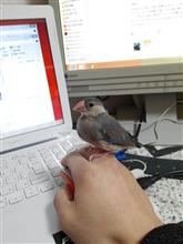 手乗り文鳥
