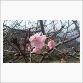 河津桜通信♪