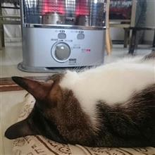 ニャー助(=`ェ´=)劇場♪×7 ニャー助(=`ェ´=)劇場♪×7