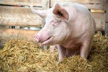 食肉保存期限偽装　「人が死ななきゃ大丈夫」という食の安全基準、どうすれば改まるか＝中国メディア 