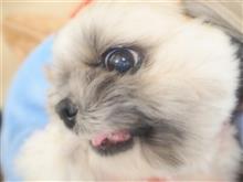 こたさん　少しおこです(*^-^*)