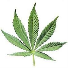 ポールと大麻とヒロポンと