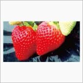薔薇の会告知・２月はいちご狩り