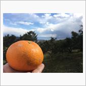 みかん退治（1回目）